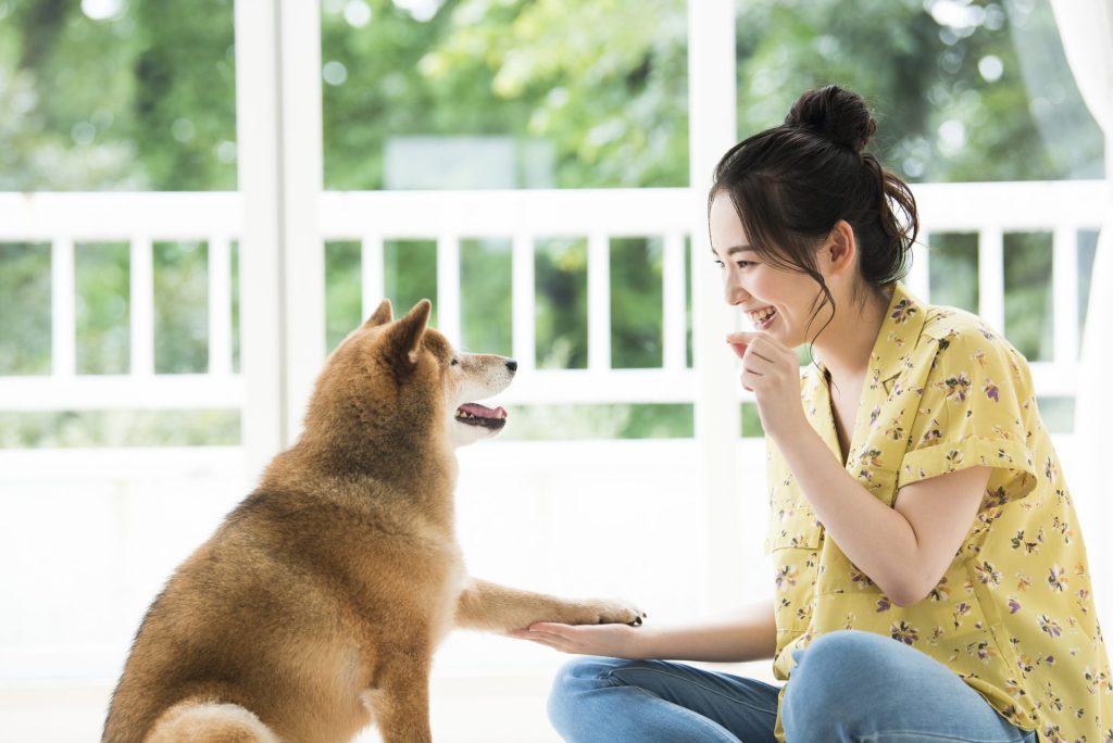 無駄吠え対策になる犬のしつけ